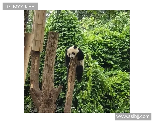 足球明星亲临熊猫基地与可爱熊猫互动传递环保理念 足球明星亲临熊猫基地与可爱熊猫互动传递环保理念